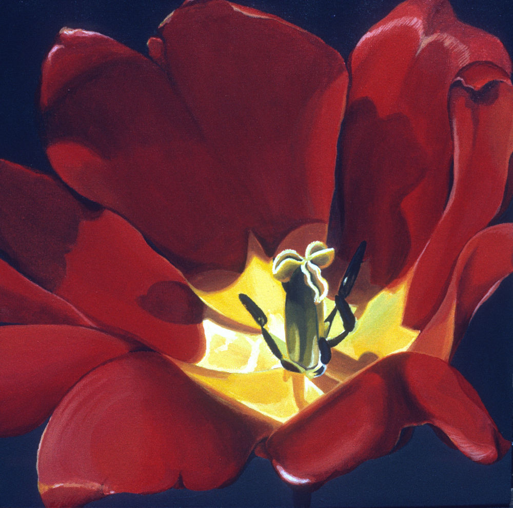 Bright Red Tulip