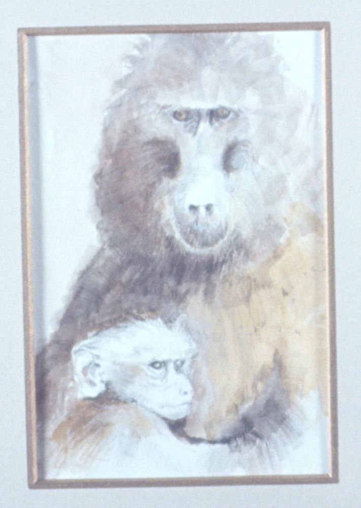 unnamed mother and infant baboons